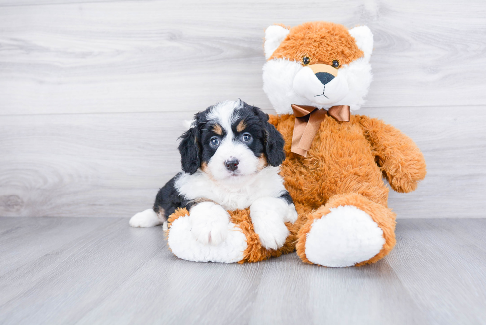 Best Mini Bernedoodle Baby