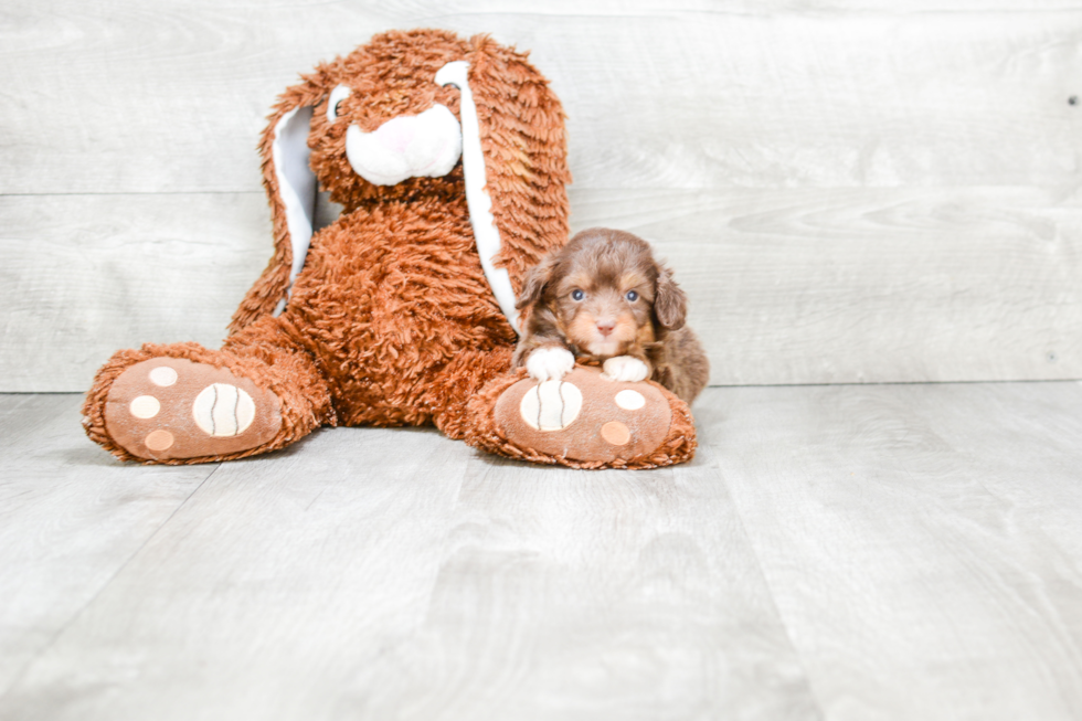 Best Mini Aussiedoodle Baby