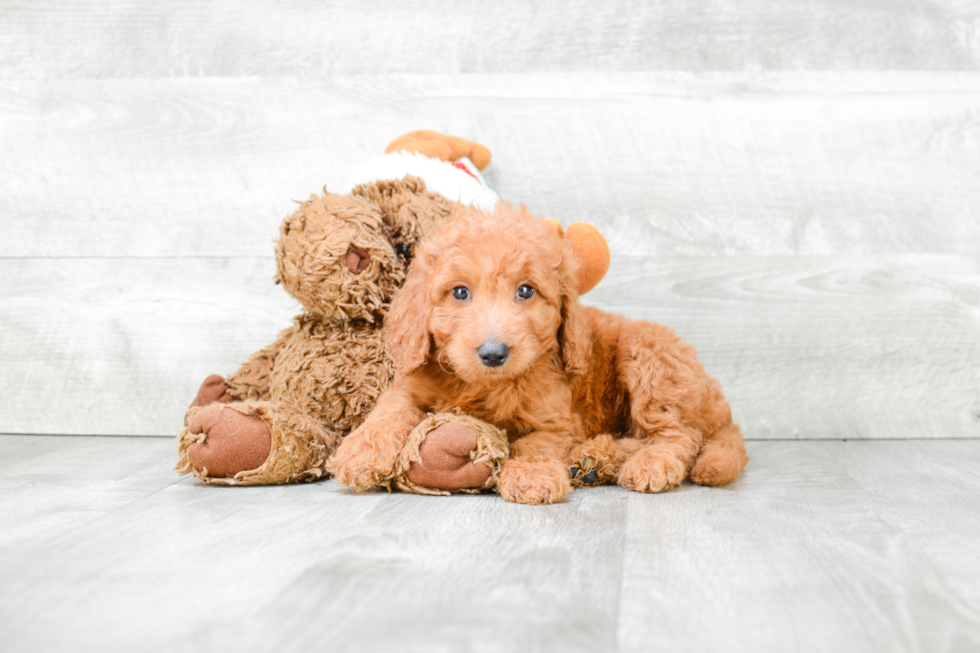 Mini Goldendoodle Pup Being Cute