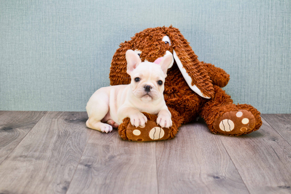 Sweet Frenchie Purebred Puppy