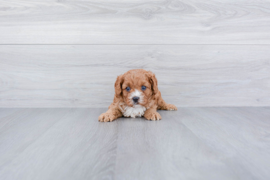 Petite Cavapoo Poodle Mix Pup