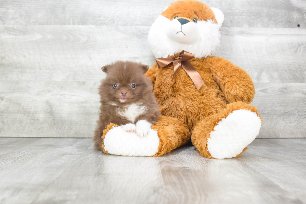 Pomeranian Puppy for Adoption