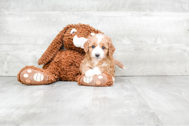 Happy Cavapoo Baby