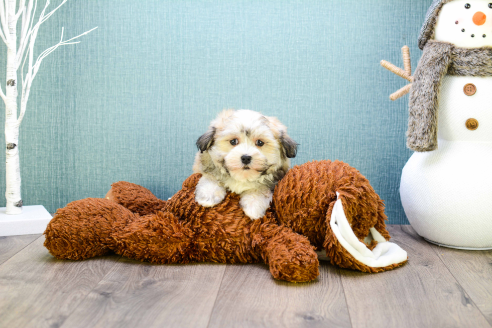 Friendly Havanese Baby