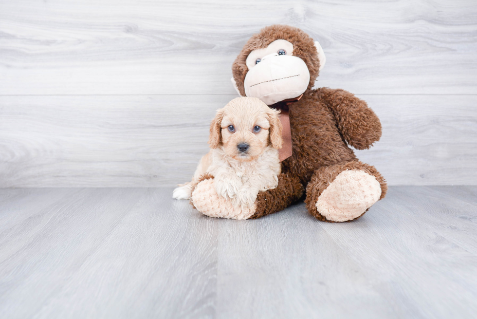 Petite Cavapoo Poodle Mix Pup