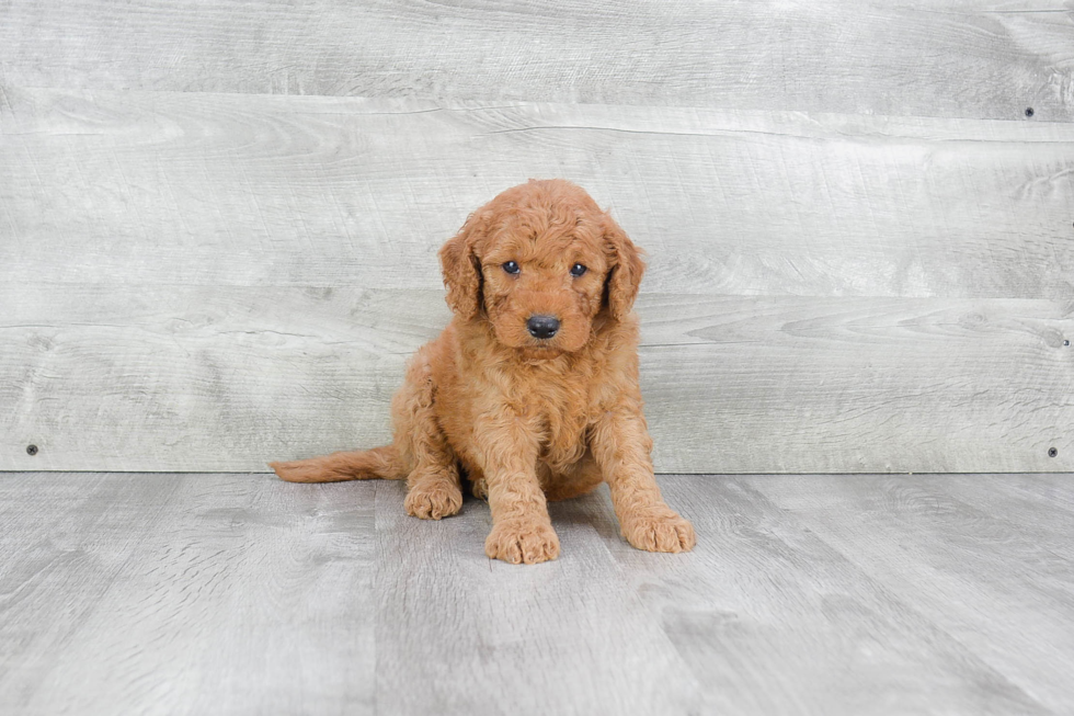 Best Mini Goldendoodle Baby