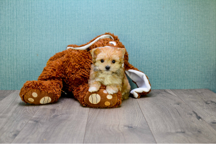 Morkie Pup Being Cute