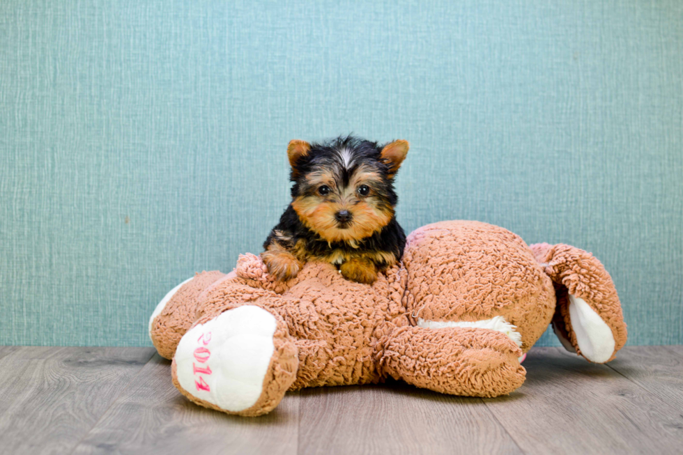 Meet Avery - our Yorkshire Terrier Puppy Photo 