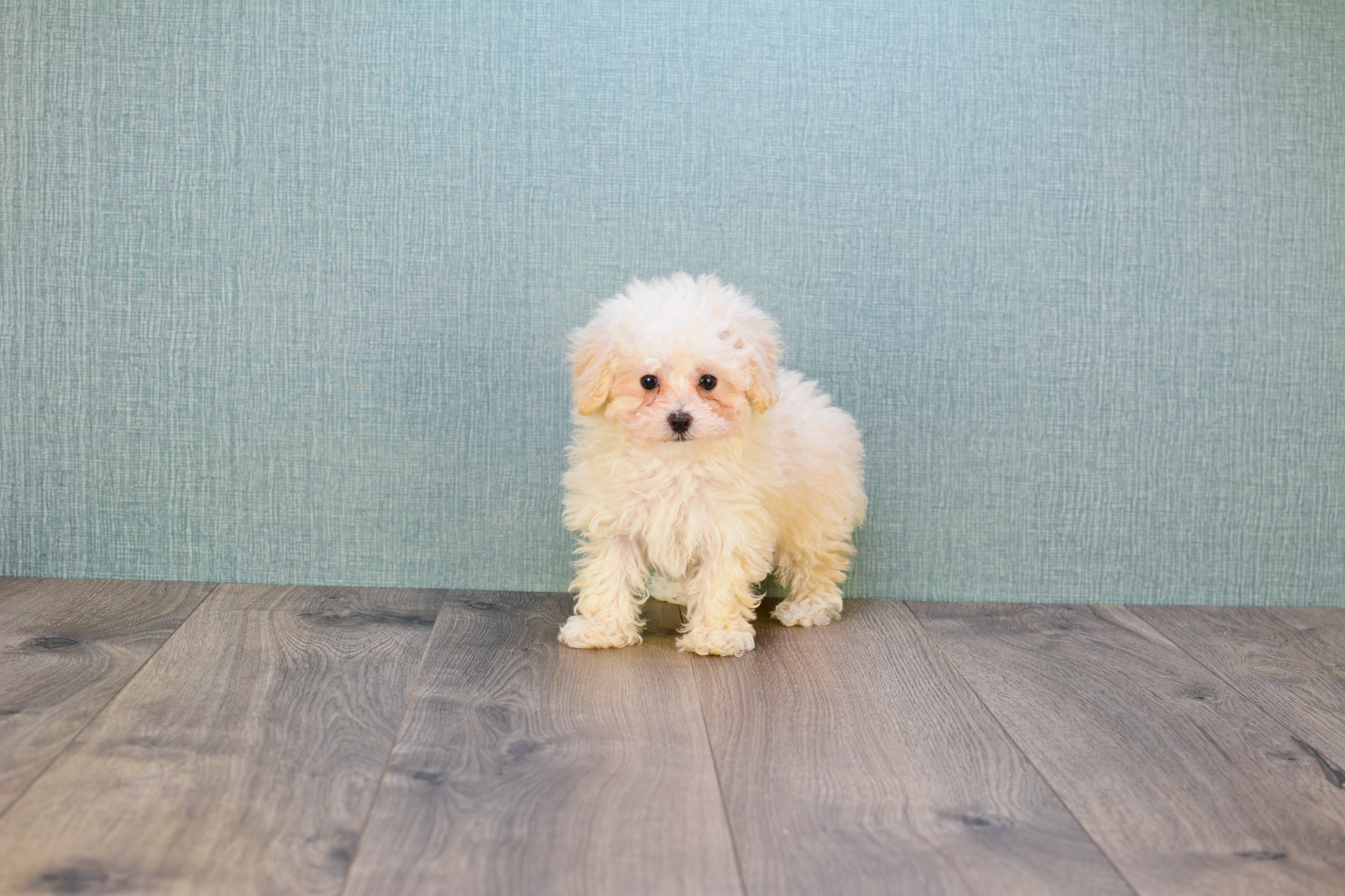 Little Maltese Poodle Poodle Mix Puppy