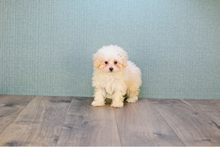 Little Maltese Poodle Poodle Mix Puppy