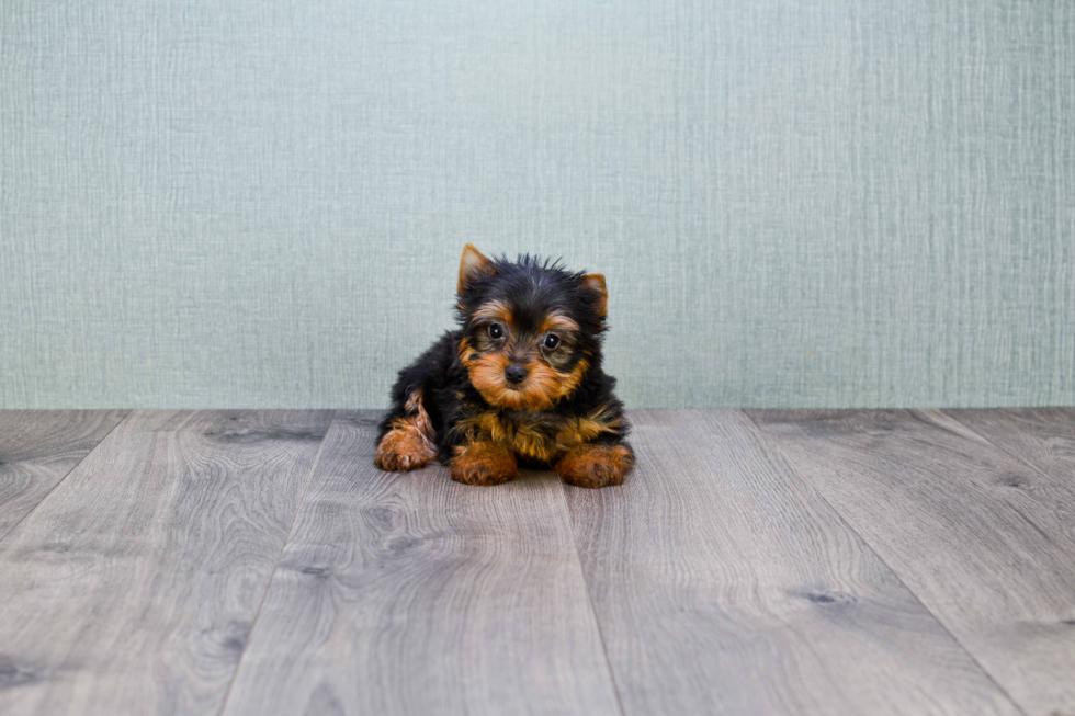 Meet Avery - our Yorkshire Terrier Puppy Photo 