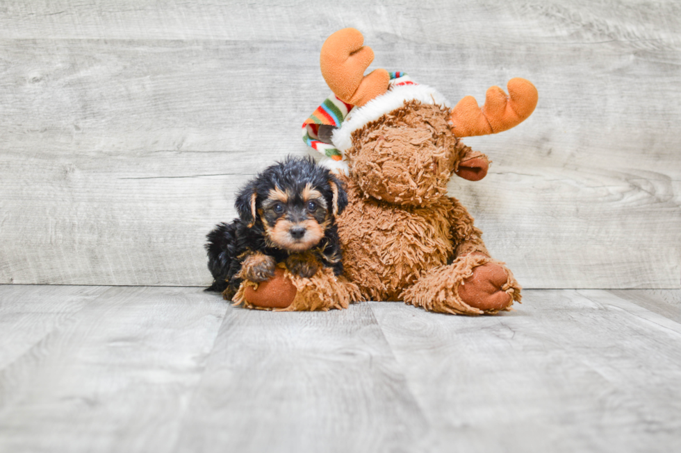 Yorkie Poo Pup Being Cute