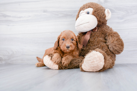 Happy Mini Goldendoodle Baby