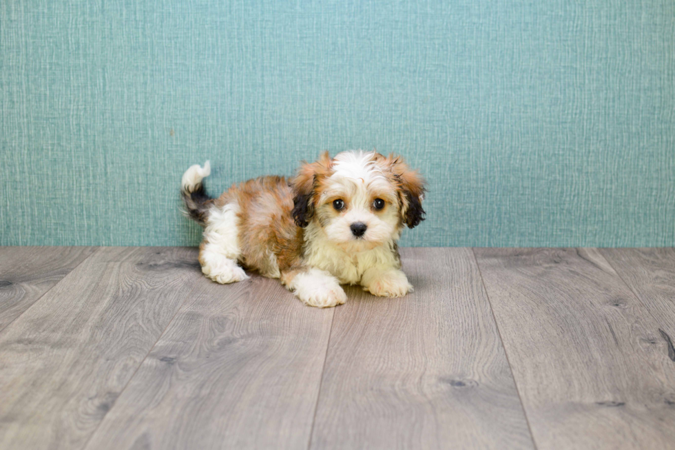 Energetic Cavalier Designer Puppy