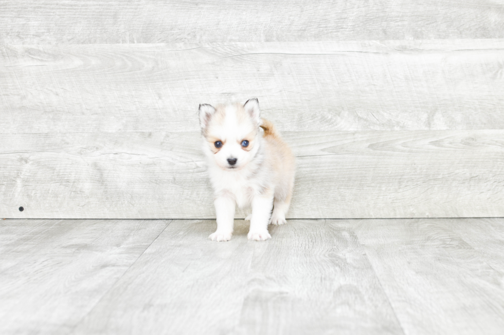 Pomsky Puppy for Adoption