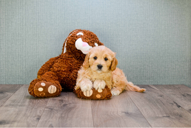 Cavapoo Puppy for Adoption