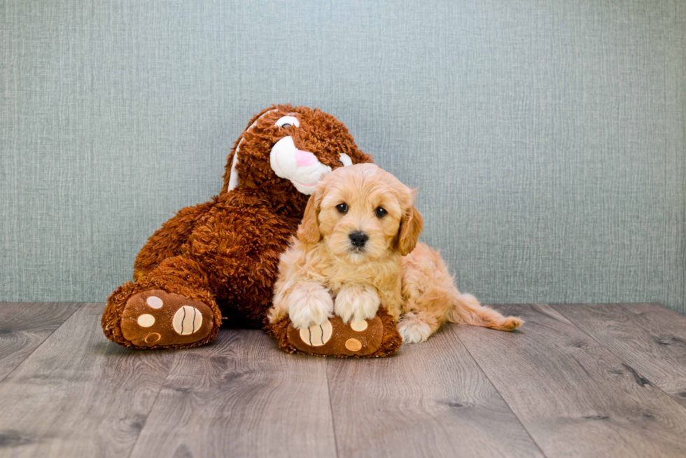 Cavapoo Puppy for Adoption