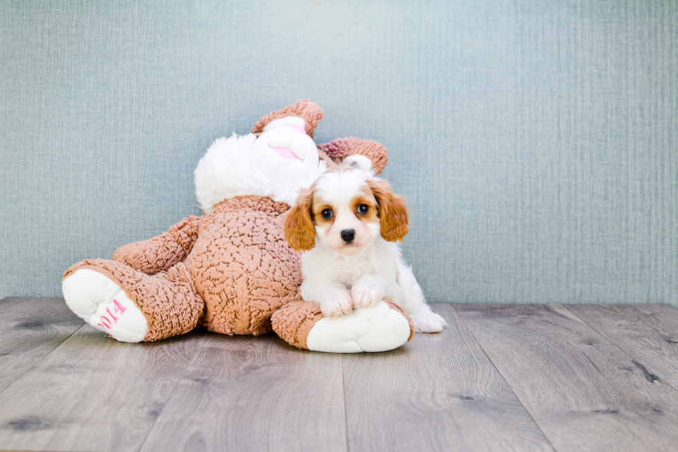 Friendly Cavalier King Charles Spaniel Purebred Pup