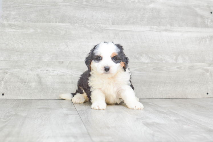 Popular Mini Bernedoodle Poodle Mix Pup