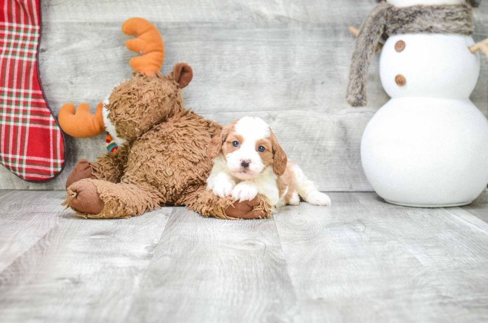 Best Cavapoo Baby