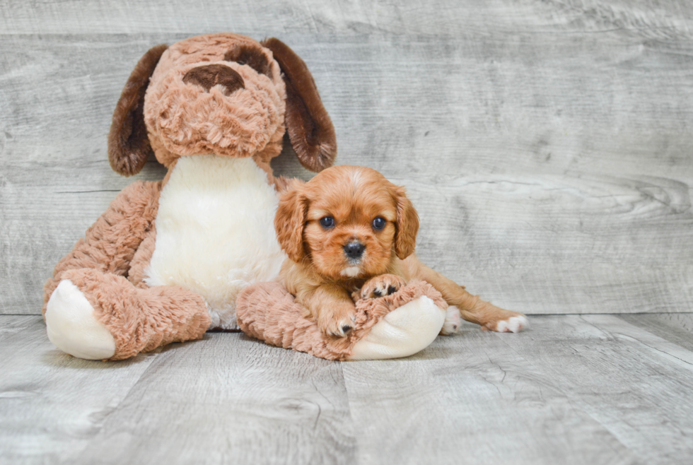 Popular Cavalier King Charles Spaniel Purebred Pup