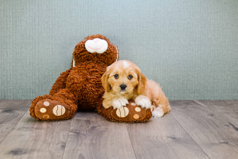 Cavapoo Puppy for Adoption