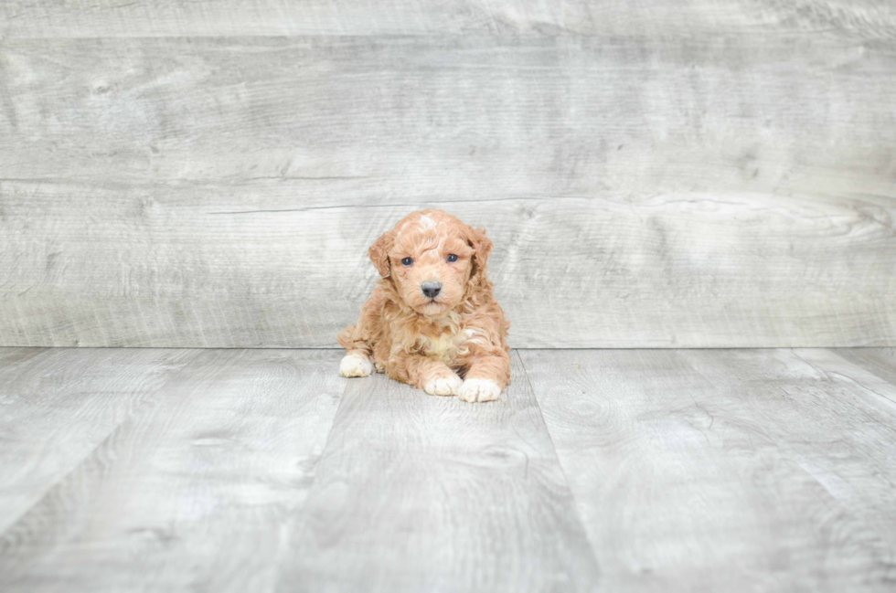 Playful Maltepoo Poodle Mix Puppy