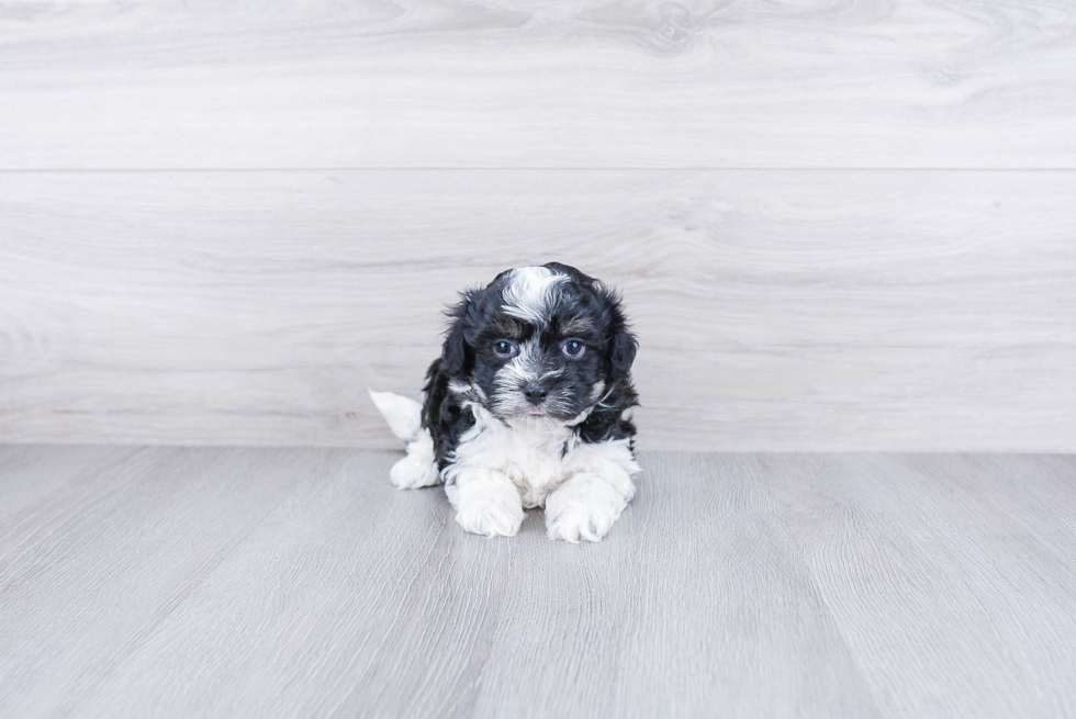 Playful Havanese Baby