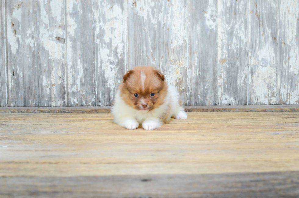 Pomeranian Pup Being Cute