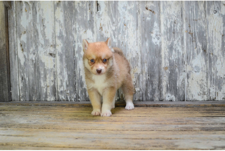 Best Pomsky Baby