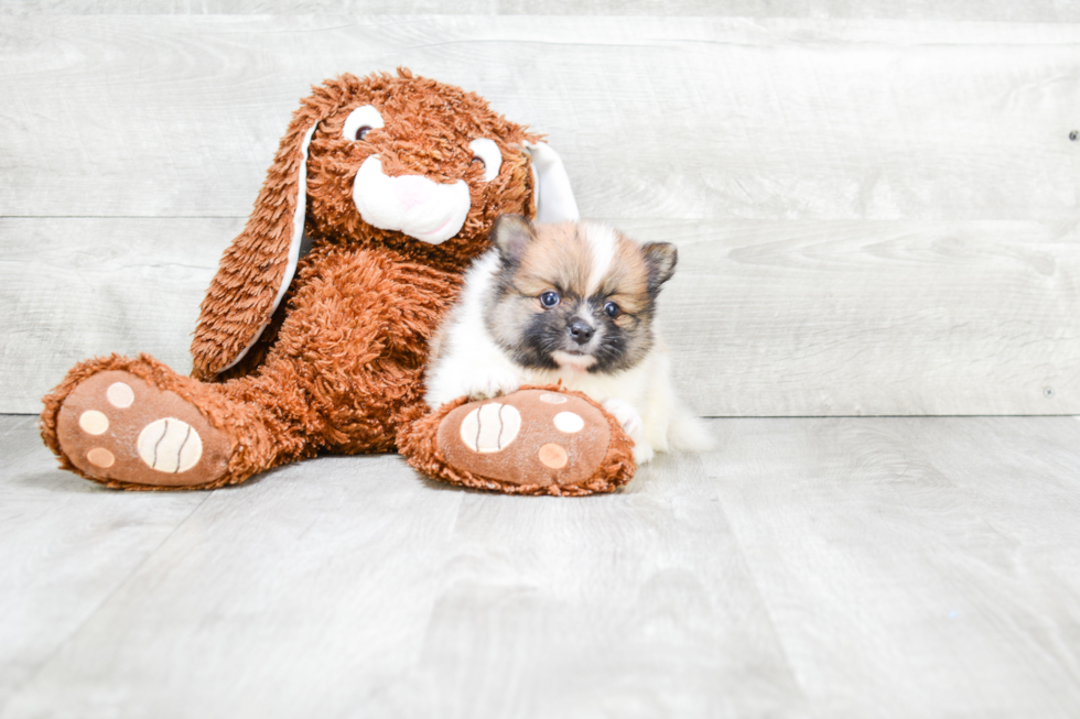 Playful Pomeranian Baby