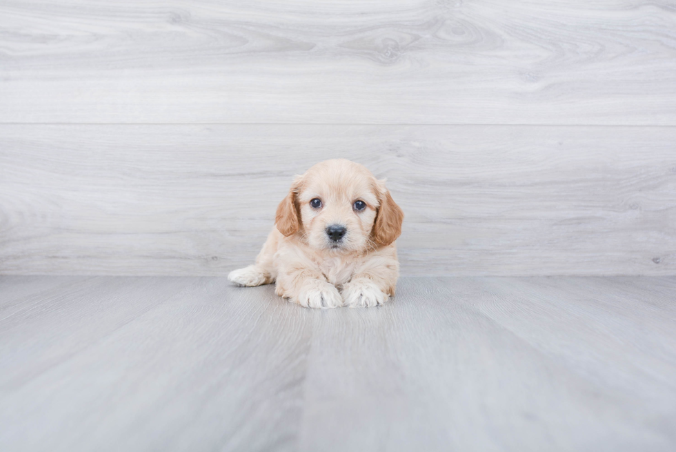 Cavachon Puppy for Adoption