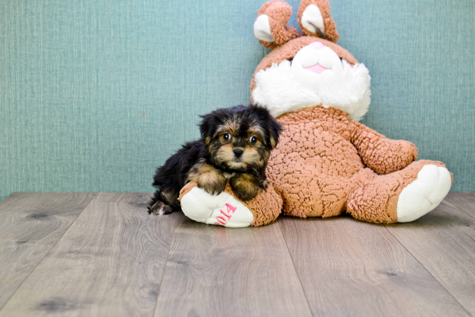 Energetic Yorkie Designer Puppy