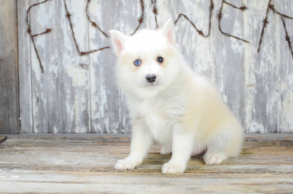 Pomsky Pup Being Cute