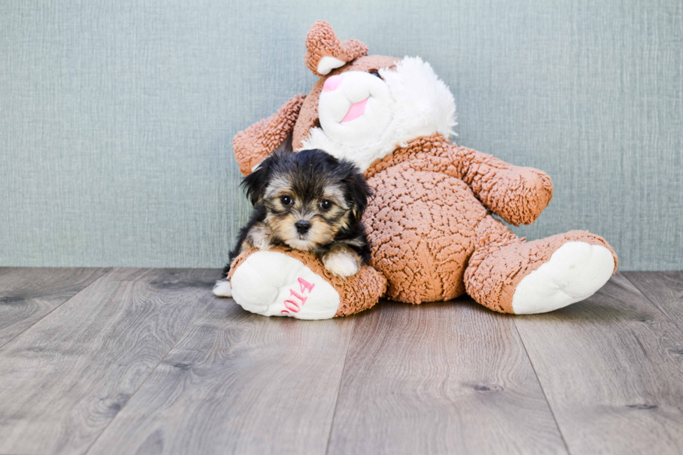 Morkie Puppy for Adoption