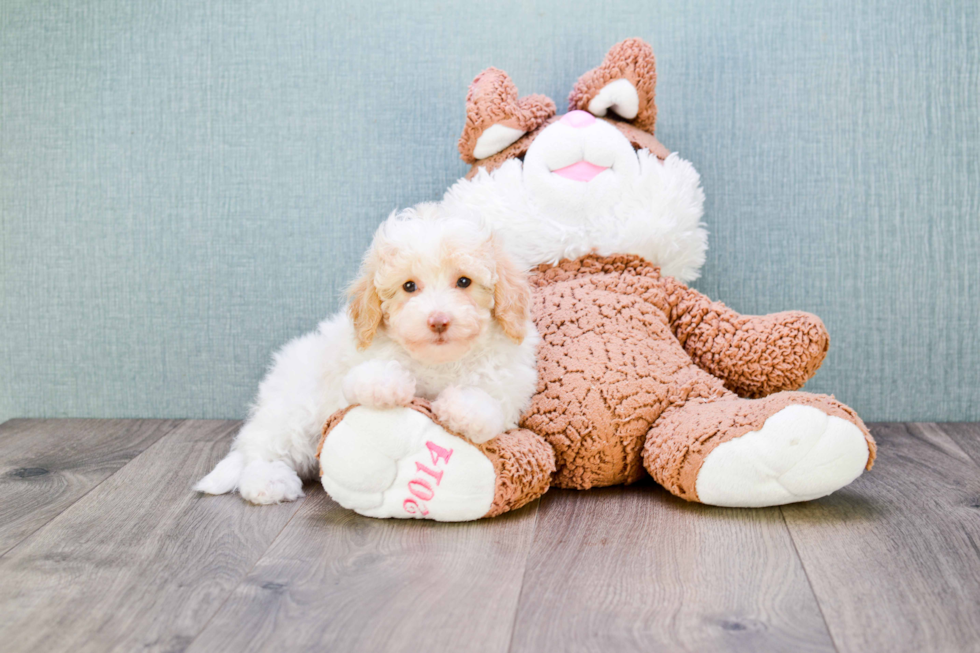 Small Cavapoo Baby