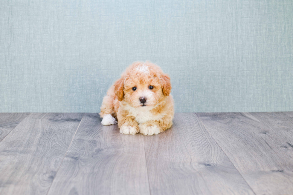 Little Maltepoo Poodle Mix Puppy