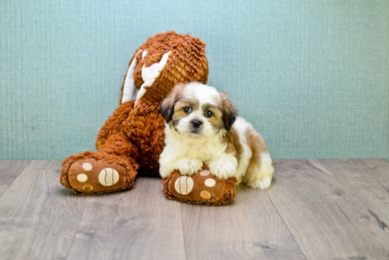 Petite Teddy Bear Designer Pup