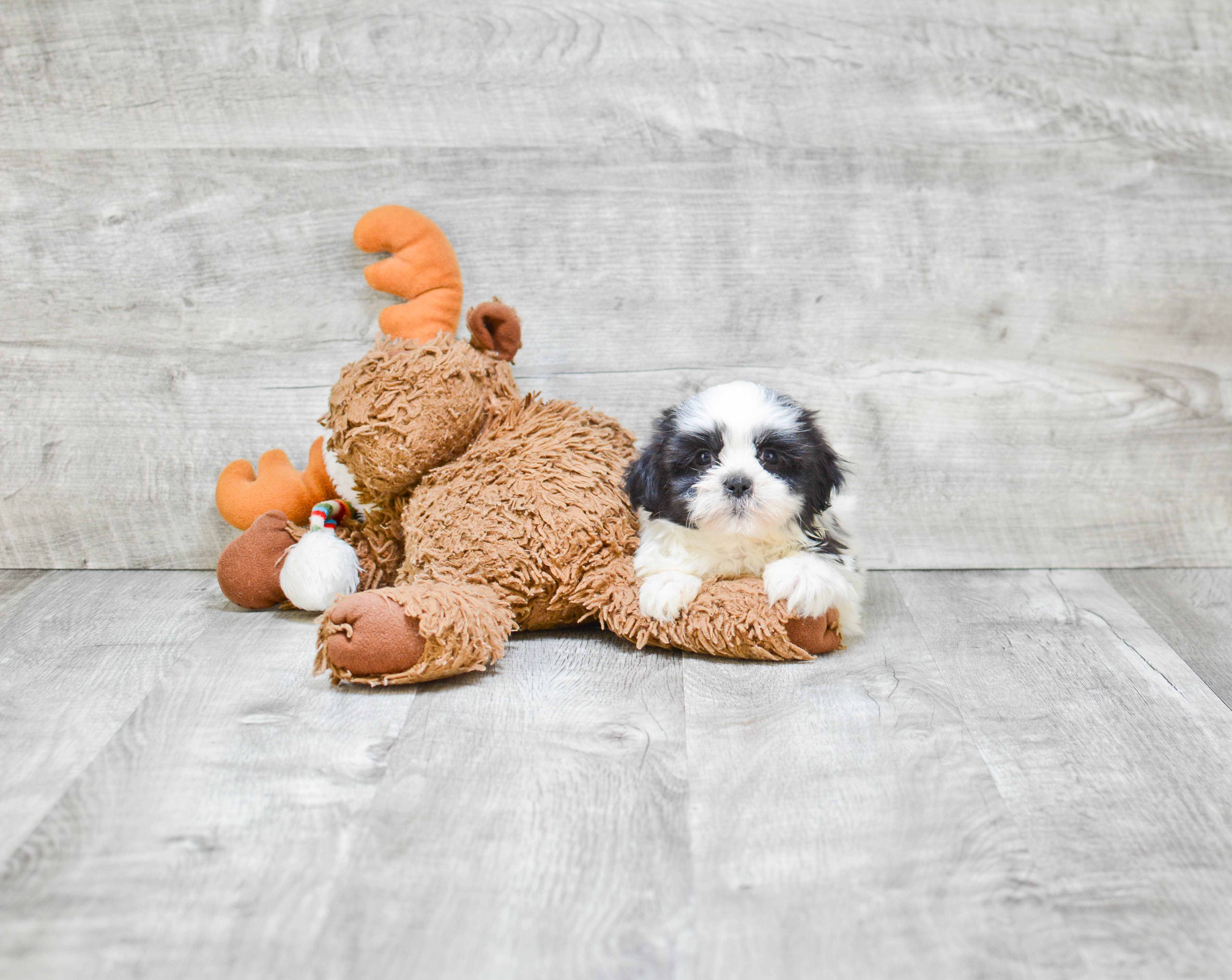 Popular Teddy Bear Designer Pup