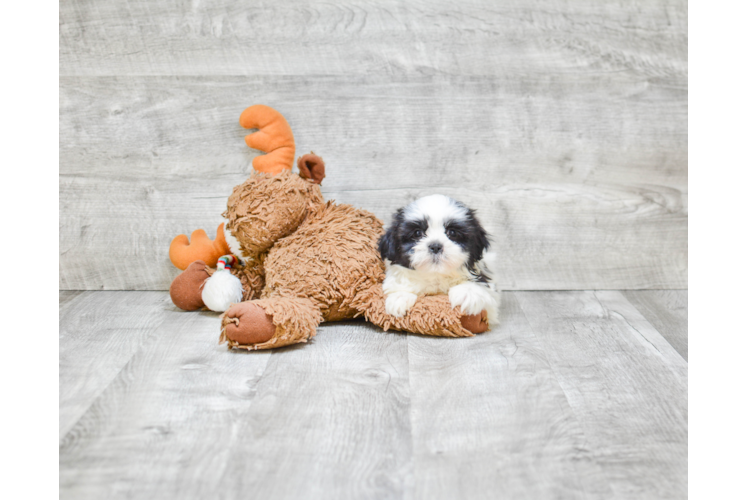 Popular Teddy Bear Designer Pup