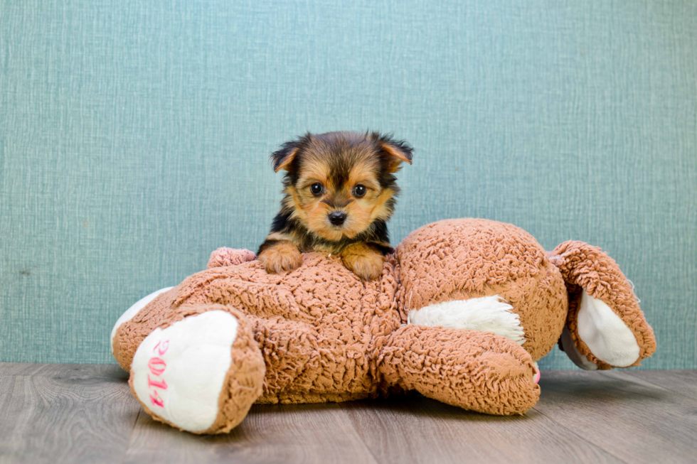 Morkie Pup Being Cute