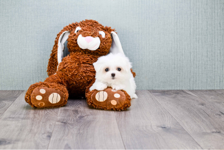 Smart Maltese Purebred Puppy