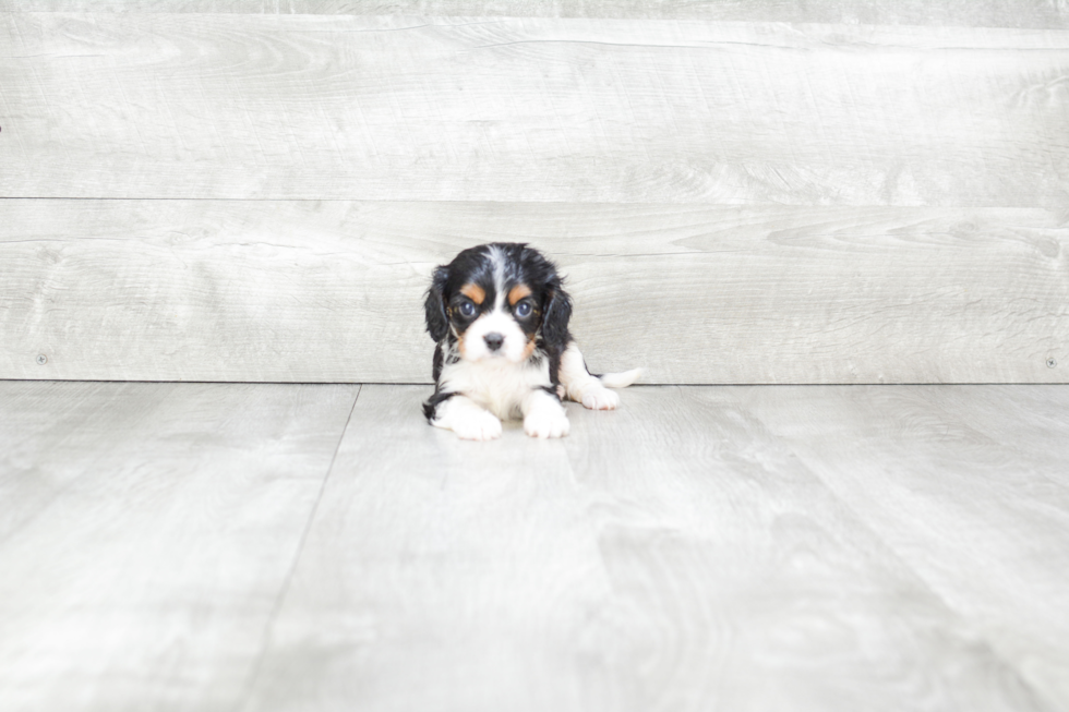 Cavalier King Charles Spaniel Pup Being Cute