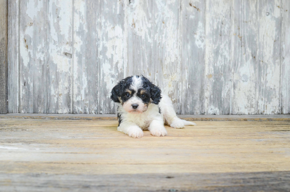 Playful Cavalier Designer Puppy