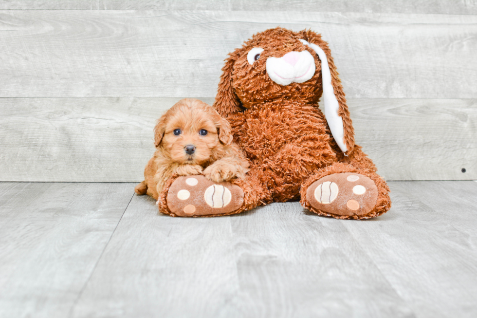 Funny Cavapoo Poodle Mix Pup