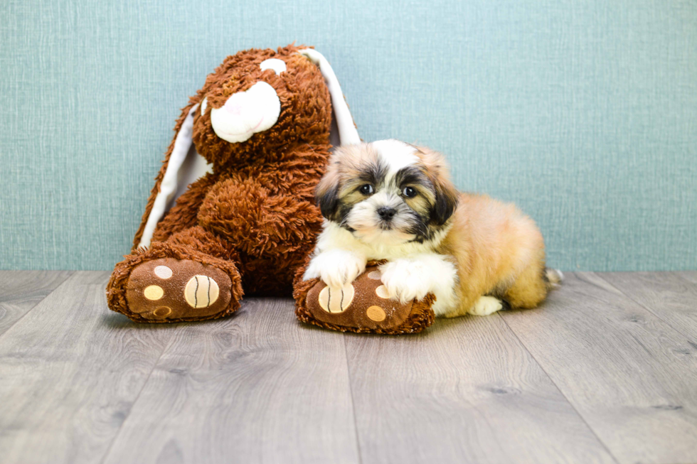 Fluffy Teddy Bear Designer Pup