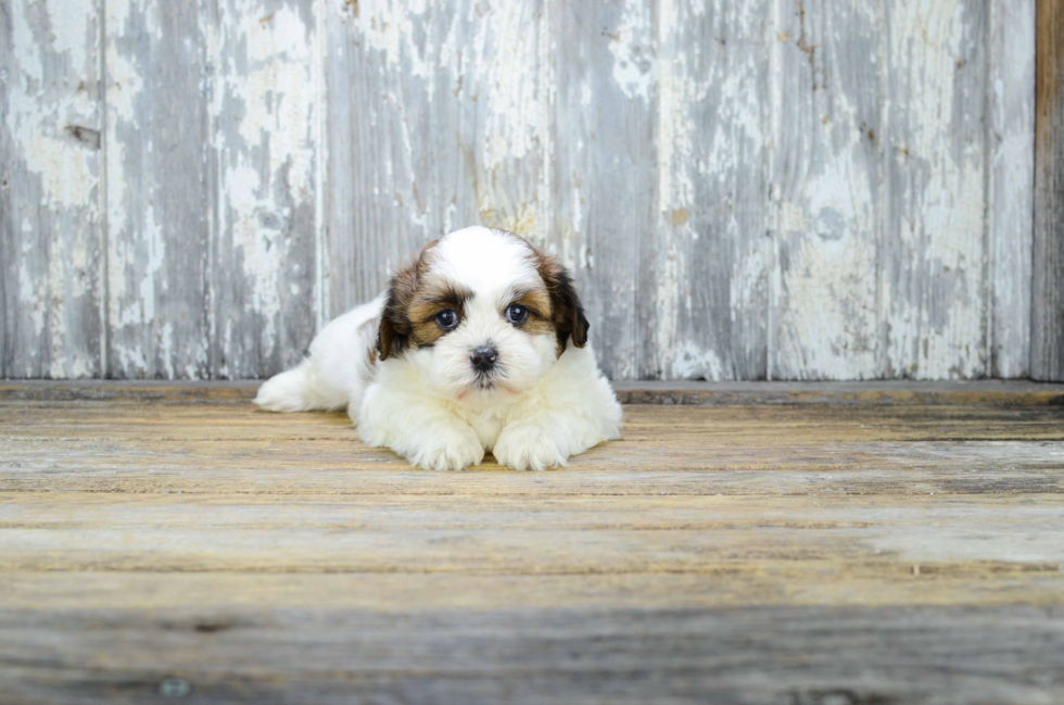 Sweet Teddy Bear Baby