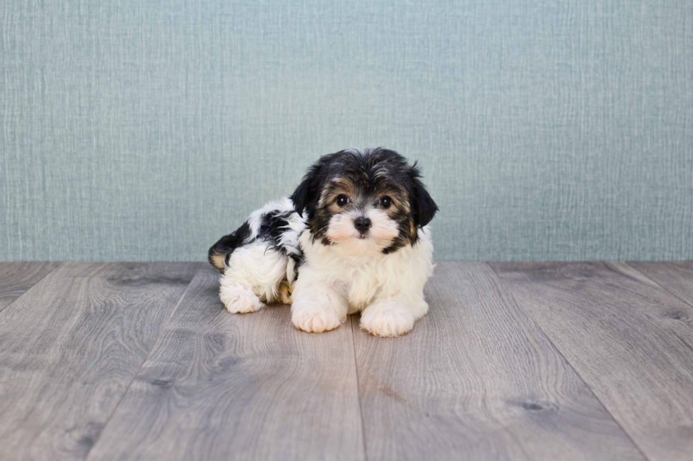 Morkie Pup Being Cute