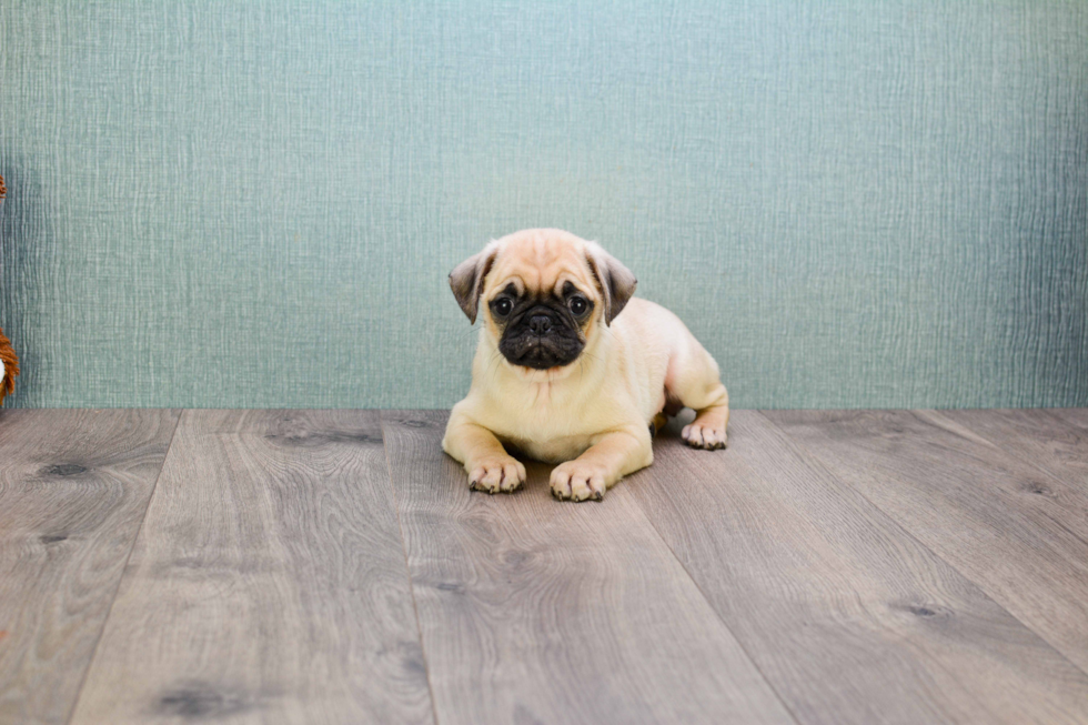 Pug Puppy for Adoption