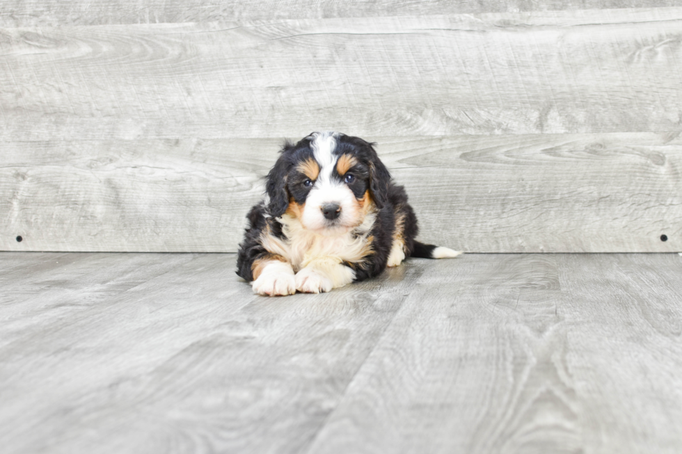 Mini Bernedoodle Pup Being Cute